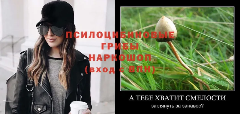 OMG зеркало  Горно-Алтайск  Галлюциногенные грибы Magic Shrooms  цены наркотик 